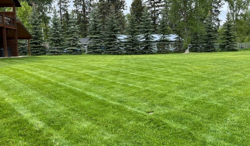 Crew mowing a residential yard in Kalispell with clean edges and even grass height