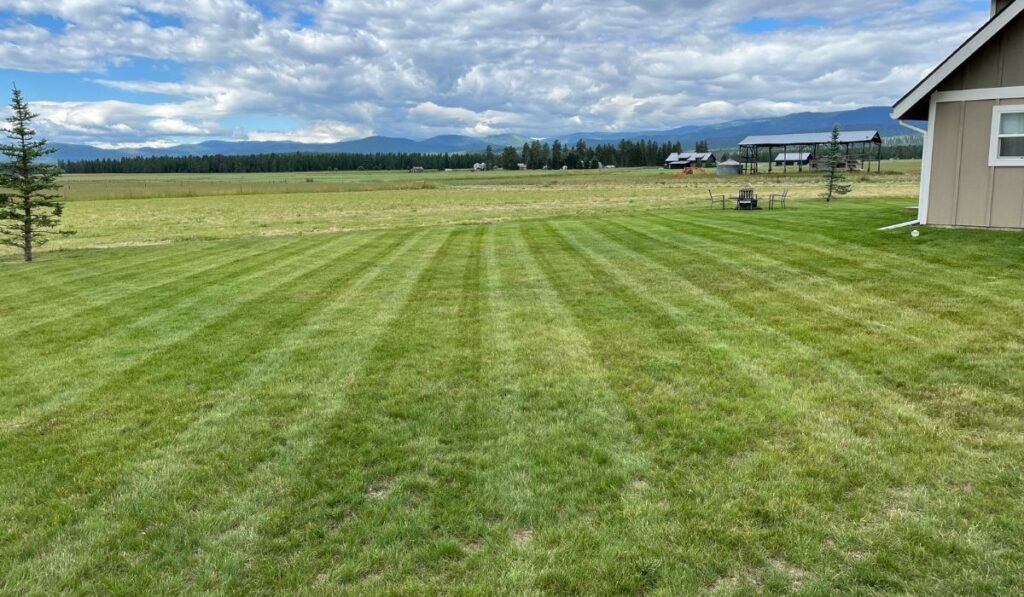 Skilled technician inspecting lawn condition and planning precise maintenance with professional equipment