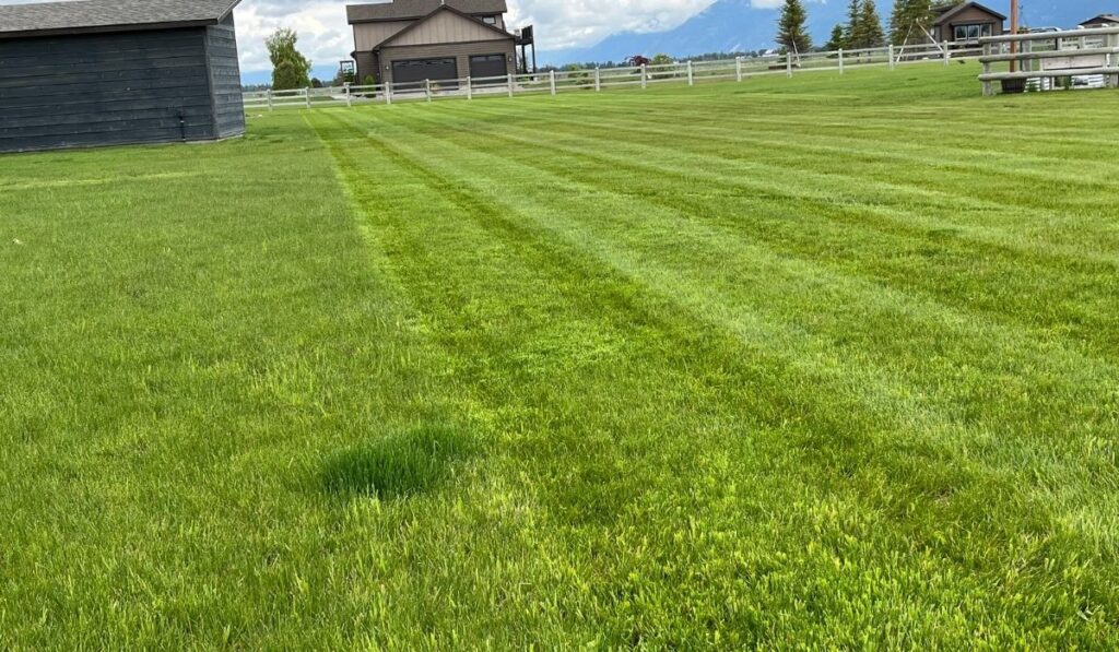Skilled lawn technician inspecting turf and using precision equipment for a clean finish