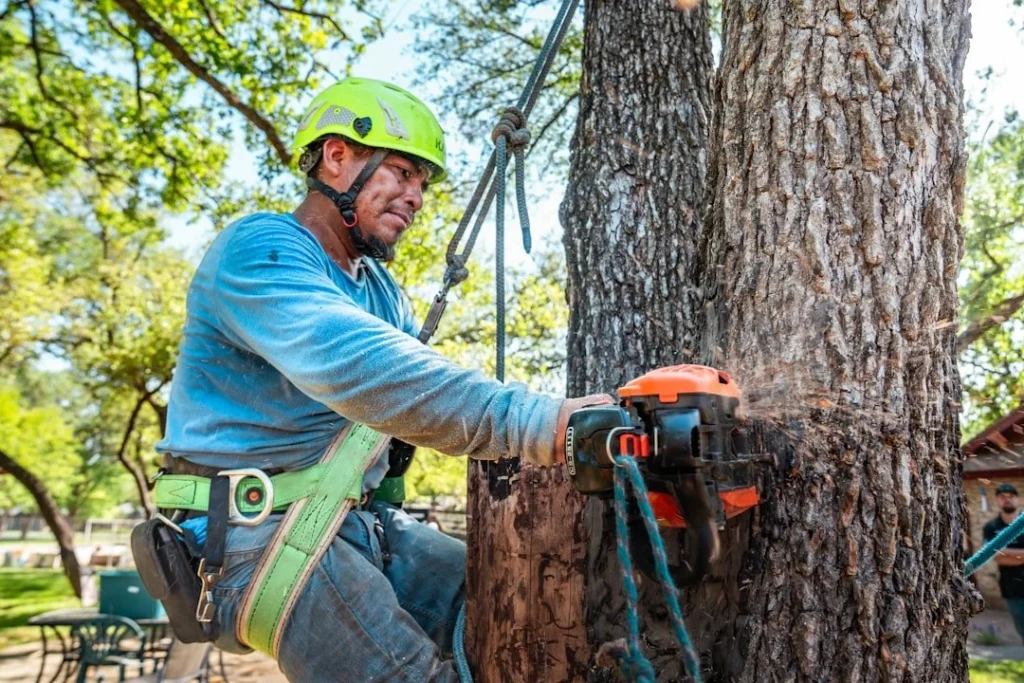 Tree care crew trimming overgrown branches beside a Kalispell home driveway